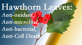 Apple Country Chiropractic shares new research regarding the flavonoids of the hawthorn tree leaves’ extract that are antioxidant, antibacterial, antimicrobial and anti-cell death. 