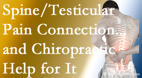 Apple Country Chiropractic explains recent research on the connection of testicular pain to the spine and how chiropractic care helps its relief.