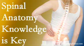 Apple Country Chiropractic knows spinal anatomy well – a benefit to everyday chiropractic practice!