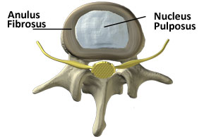 the disc in the lower back viewed from the top down