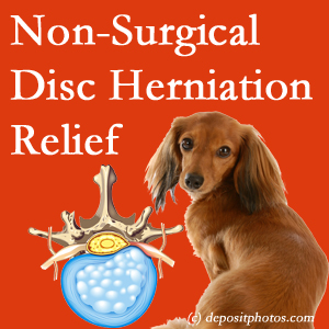 Often, the Williamson disc herniation treatment at Apple Country Chiropractic successfully reduces back pain for those with disc herniation. (Veterinarians treat dachshunds’ discs conservatively, too!) 