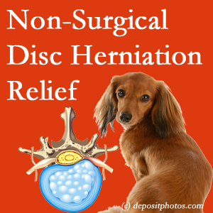 Often, the Williamson disc herniation treatment at Apple Country Chiropractic successfully reduces back pain for those with disc herniation. (Veterinarians treat dachshunds’ discs conservatively, too!)