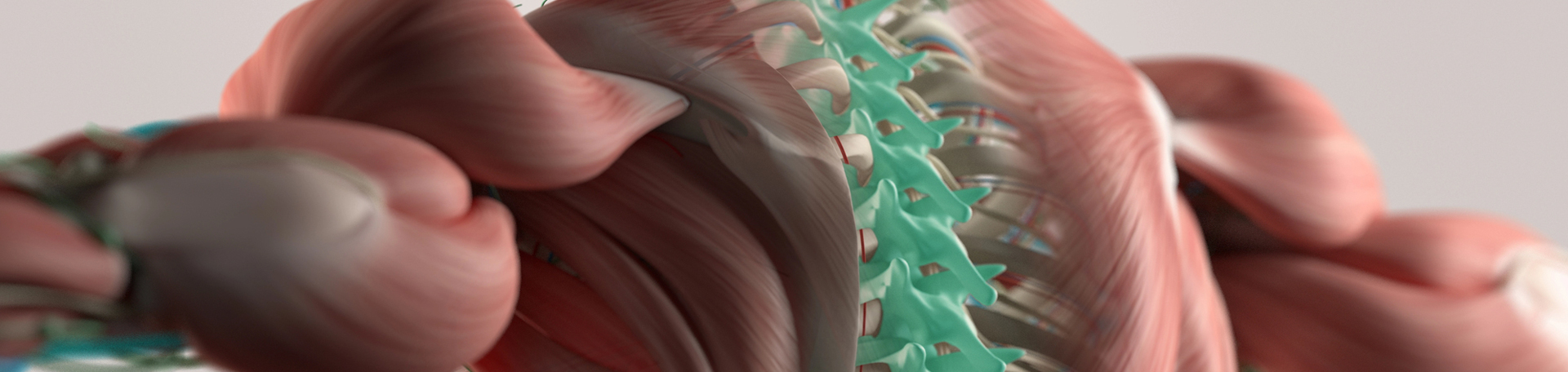 Williamson thoracic spine
