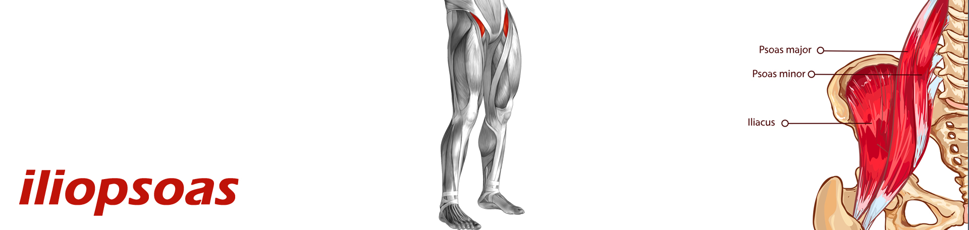 Williamson Back Pain and Iliopsoas Muscle Link