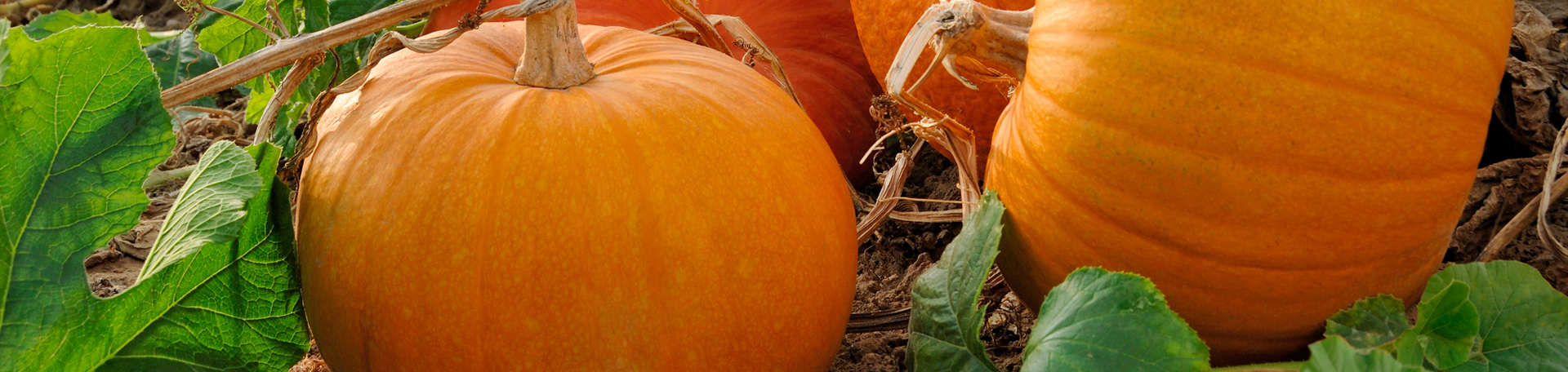 Williamson Pumpkin Leaves’ help for disc degeneration